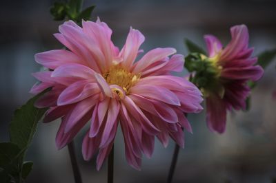 初秋花果