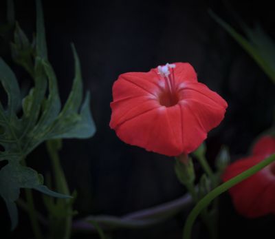 初秋花果