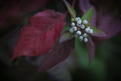 初秋花果