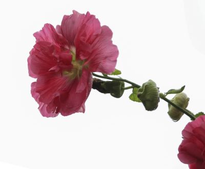 初秋花果