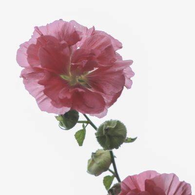 初秋花果