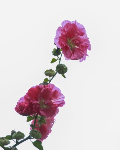 初秋花果