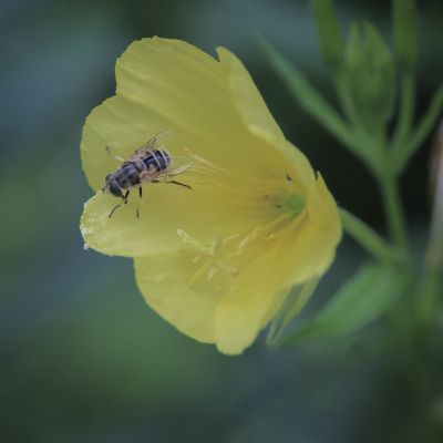 初秋花果