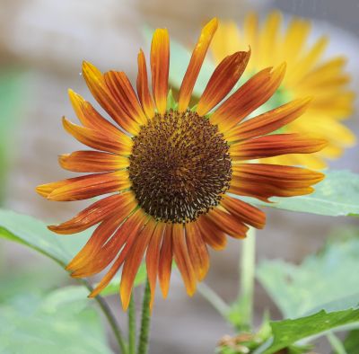 初秋花果