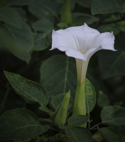 初秋花果