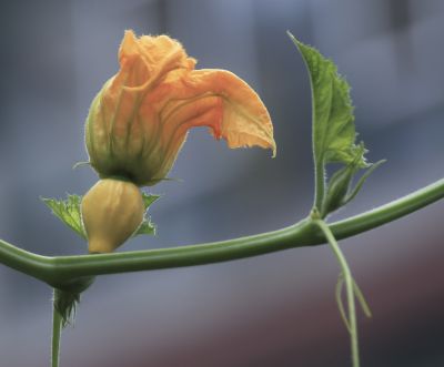 初秋花果