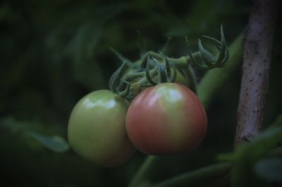 初秋花果