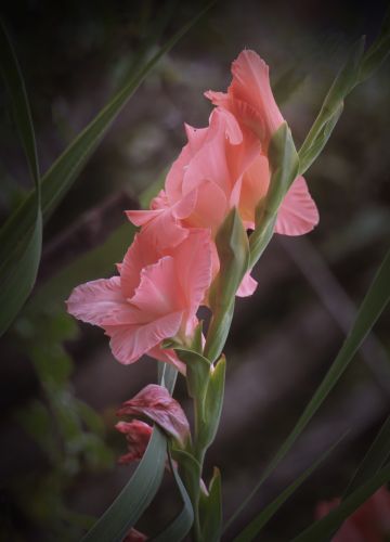 初秋花果