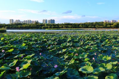 哈尔滨大剧院湿地风光