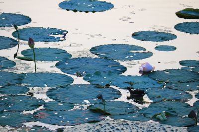 哈尔滨大剧院湿地
