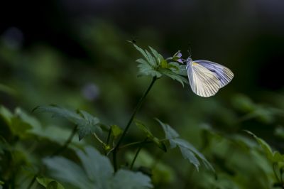 花枝头上停留的蝴蝶