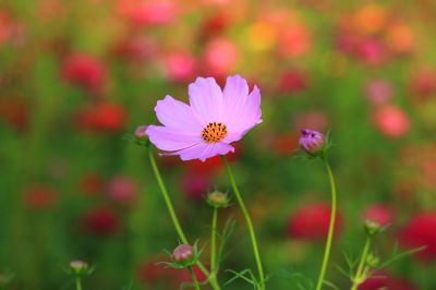 波斯菊