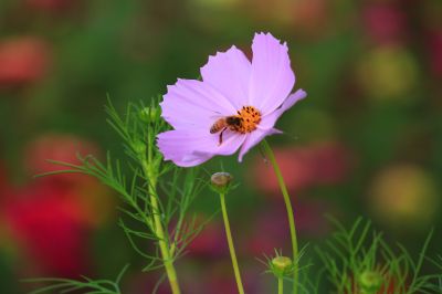 波斯菊