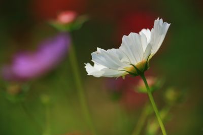 波斯菊