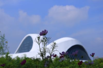 波斯菊