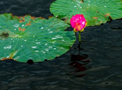 大剧院秋荷