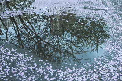 花与影