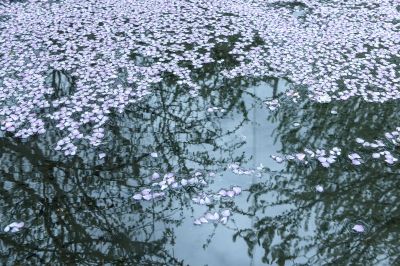 花与影