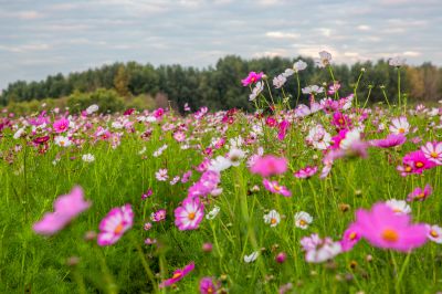 格桑花海灿若霞