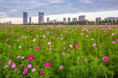 格桑花海灿若霞