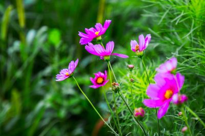 格桑花海灿若霞