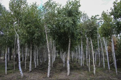 香林园风光