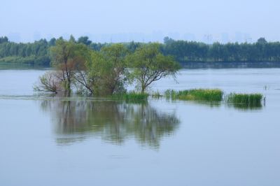 湿地风光