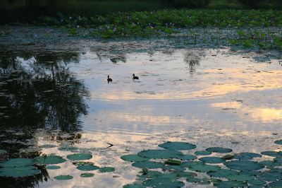 湿地风光
