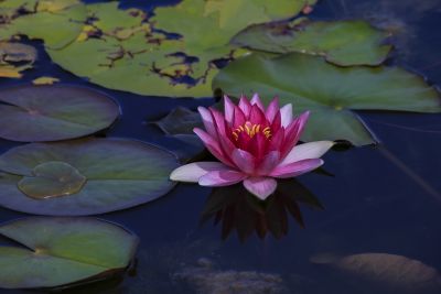 省植物园风光