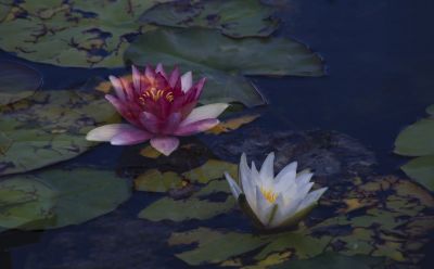 省植物园风光