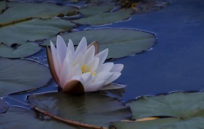 省植物园风光