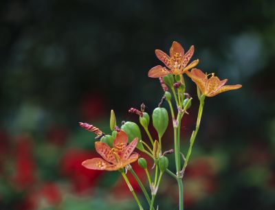 花卉一组