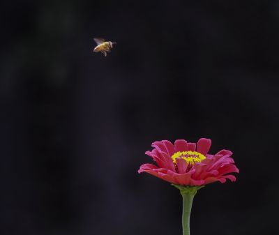 花卉一组