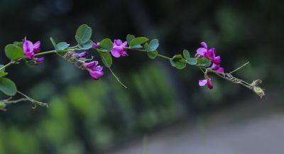 花卉一组