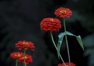 花卉一组