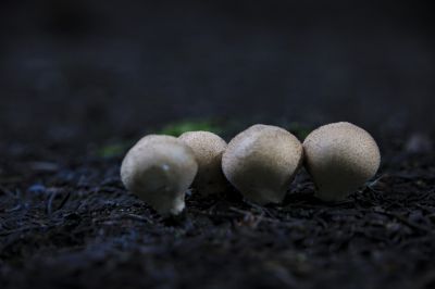 松林里的蘑菇