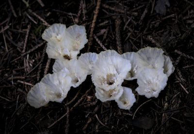 松林里的蘑菇