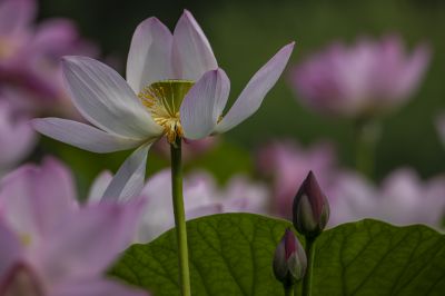 雨阳公园的荷花