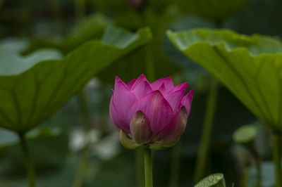 雨阳公园的荷花