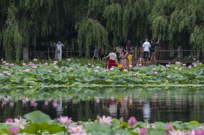 雨阳公园的荷花