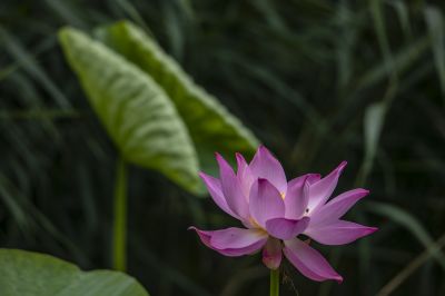 雨阳公园的荷花
