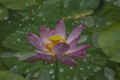 雨阳公园的荷花