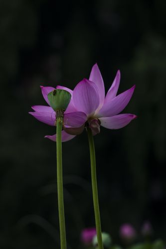 雨阳公园的荷花