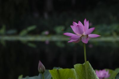 雨阳公园的荷花