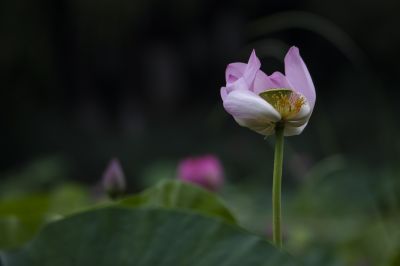 雨阳公园的荷花