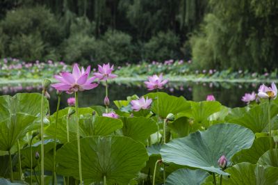 雨阳公园的荷花