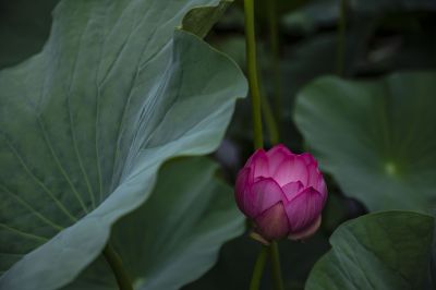 雨阳公园的荷花