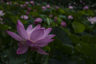 雨阳公园的荷花