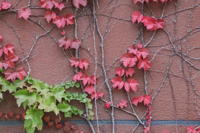 爬墙虎居民楼上的爬山虎 秋季红叶