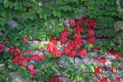 爬墙虎居民楼上的爬山虎 秋季红叶